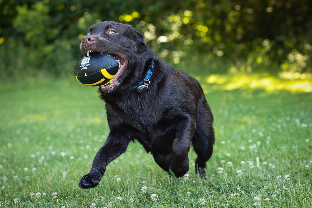 Lab dog Burlington, ON lab dog playing ball in Burlington, ON