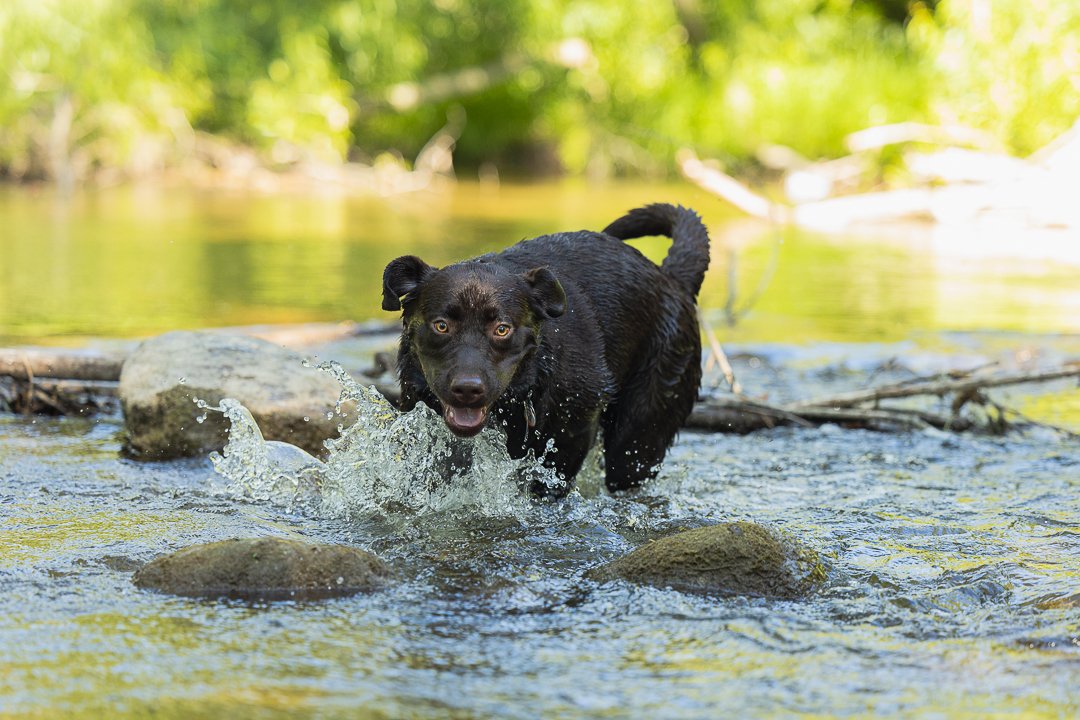 Lab dog in the water in Burlington, ON lab in the water in Lowville Park, Burlington, ON