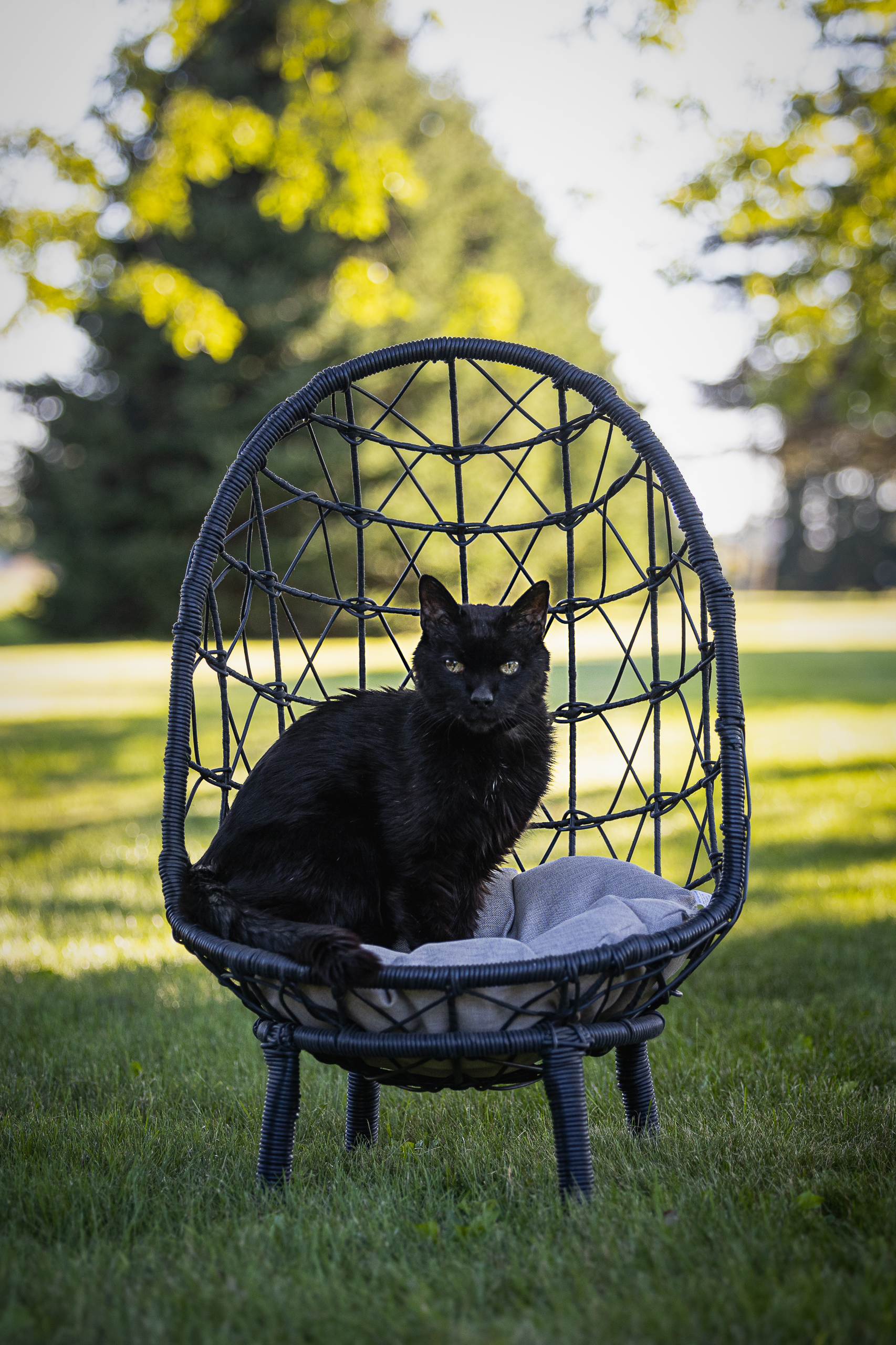 Black cat in Norfolk County End of life cat photography in Norfolk County