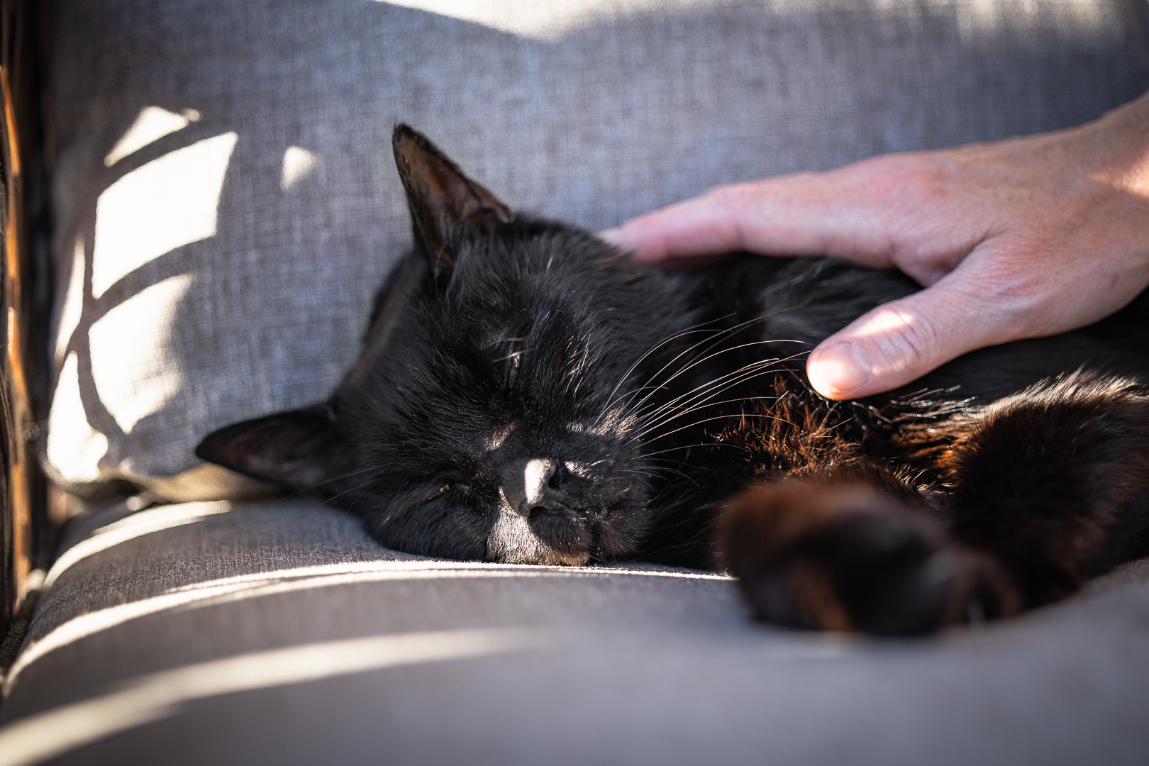 black cat in Norfolk County black cat being touched by his human during a pet photoshoot session