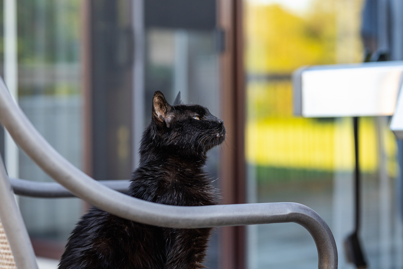 black cat photography black cat in a end of life pet photography session in Norfolk County