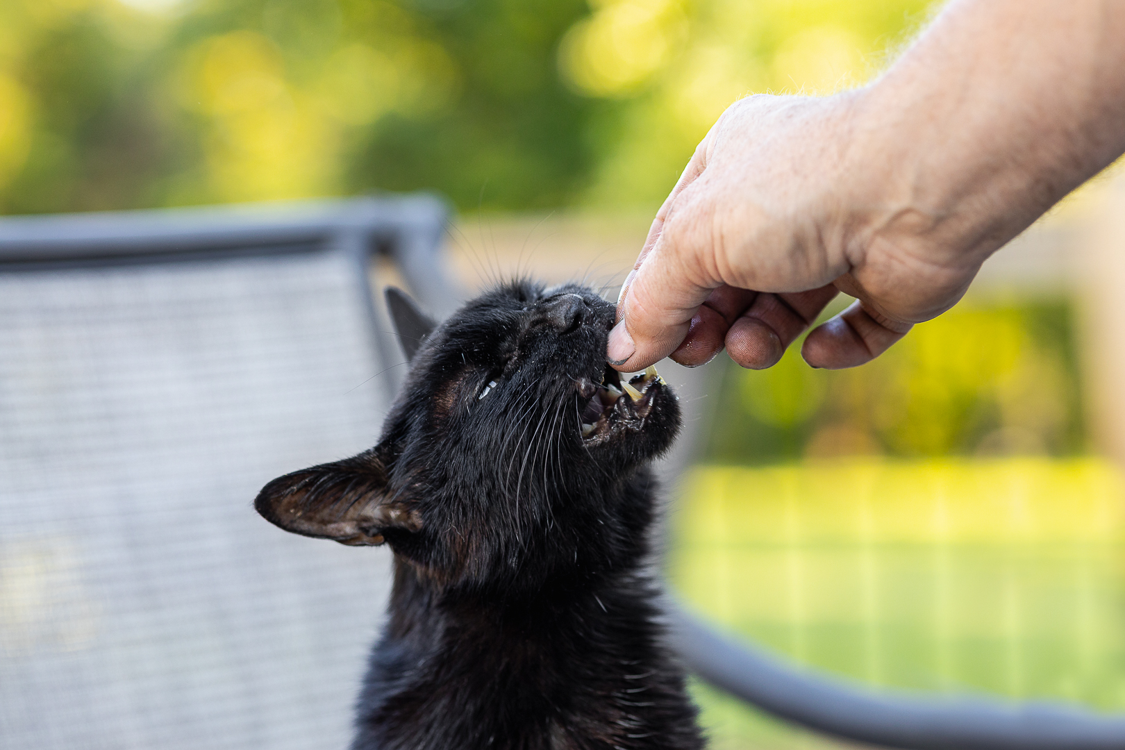 black cat in Norfolk County black cat eating his favourite hamburger in his photography session