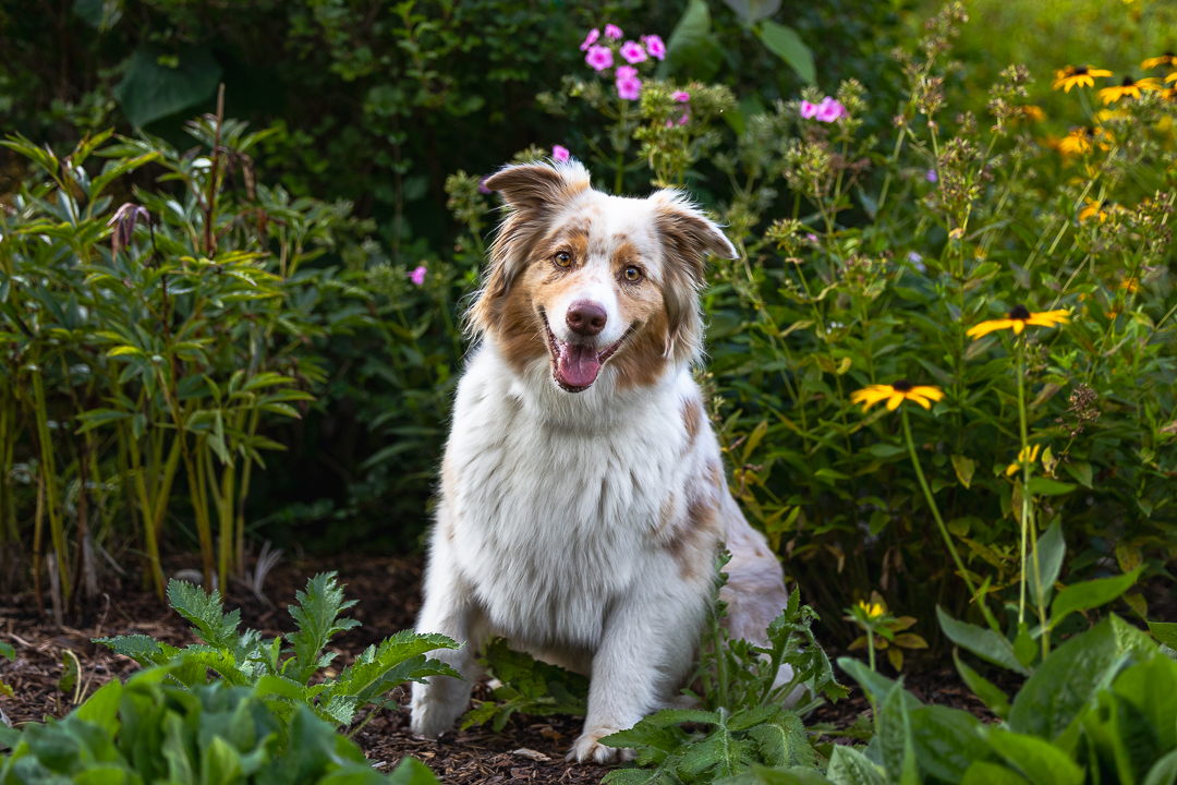 Aussie Shepard in Mississauga, Ontario dog photography in Mississauga Ontario