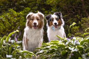 dog photoshoot in Mississauga at brueckner rhododendron gardens