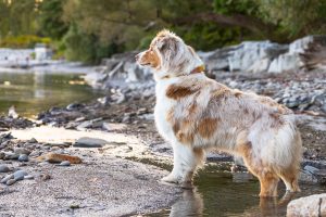 dog photoshoot at brueckner rhododendron gardens