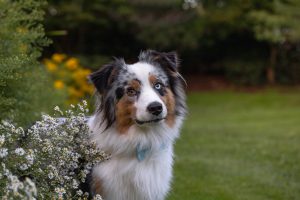 dog photoshoot in Mississauga