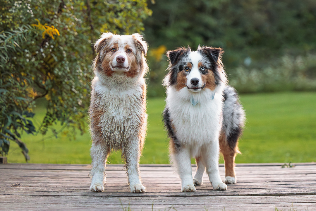 dog photoshoot in Mississauga pet photography of Aussie Shepard in Mississauga, Ontario