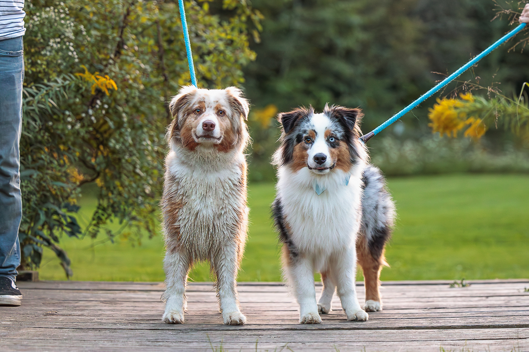 dog photography dog photoshoot in Mississauga