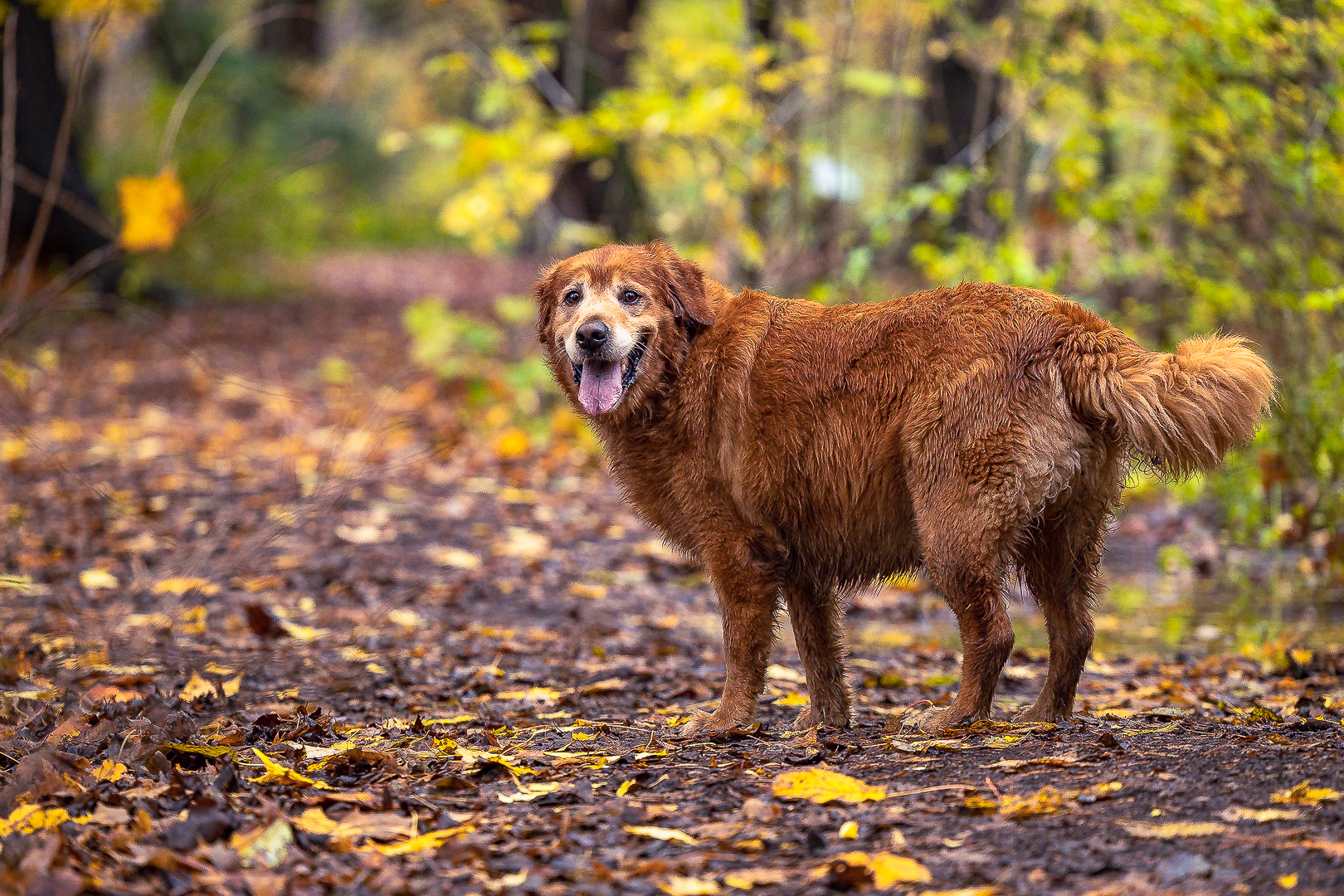 Golden Retriever photography dog photography in Lowville Park, Burlington