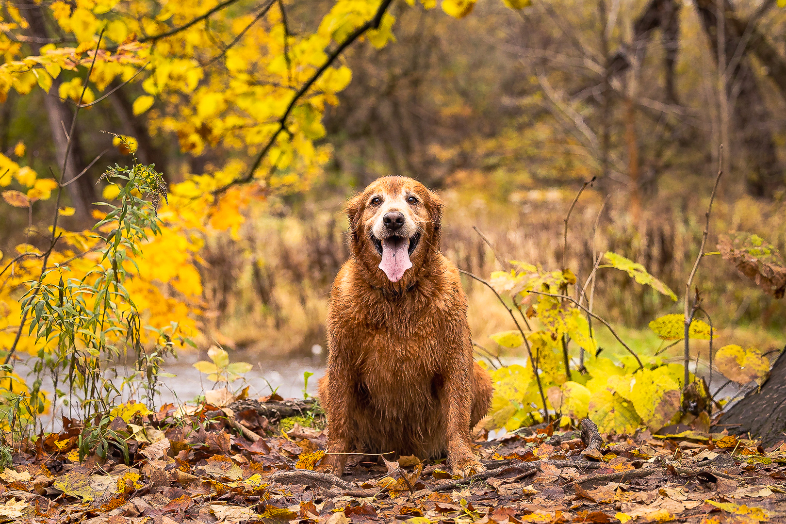 dog photography in Burlington, Ontario Dog photography in Lowville Park