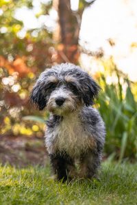 Bokeh dog photoshoot of a Bernedoodle