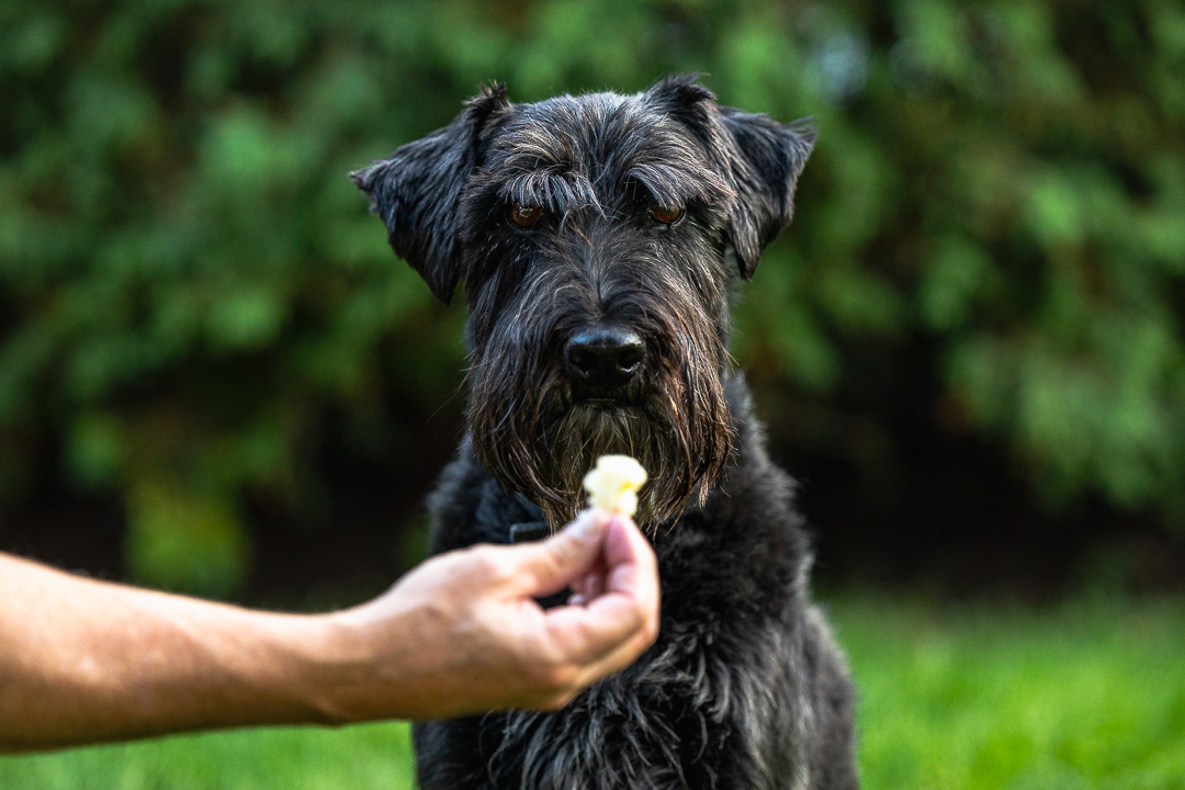 black standard schnauzer dog photography dog photography in Hamilton, Ontario