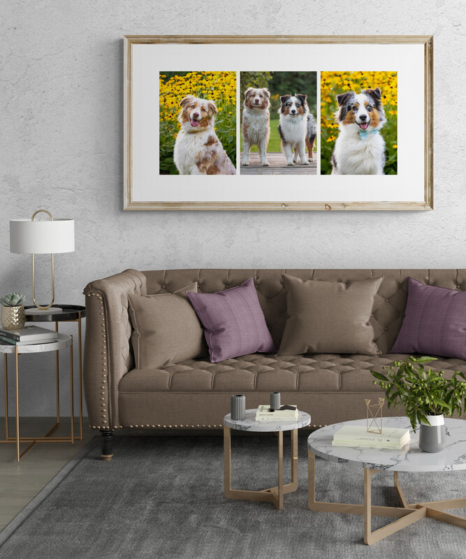 artwork from dog photography artwork, storyboard from dog photography