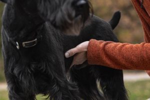 Animal chiropractor from Burlington, Ontario