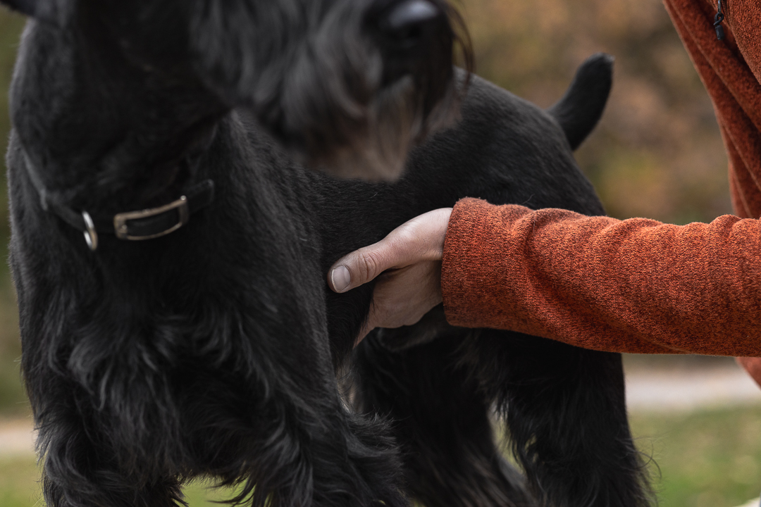 animal chiropractor from Burlington Ontario Animal chiropractor from Burlington, Ontario