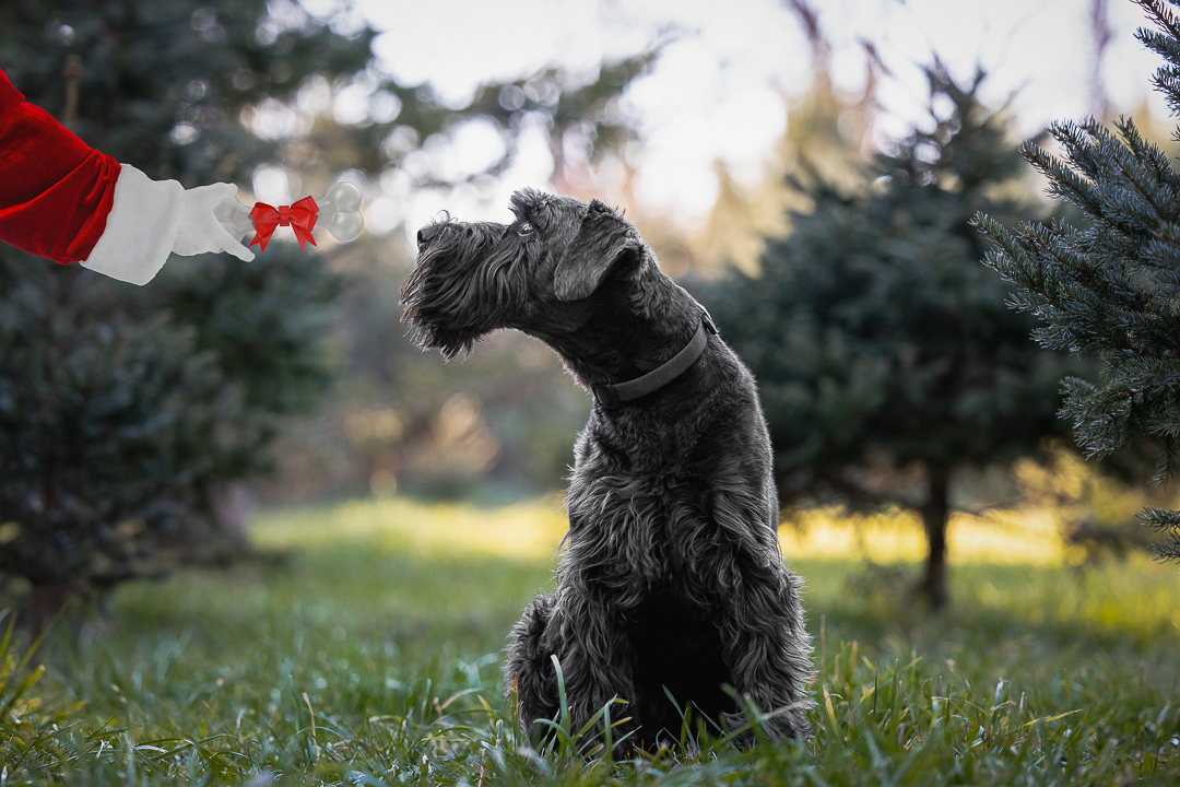 Christmas Tree Mini Session Christmas Tree mini session in Hamilton, Ontario
