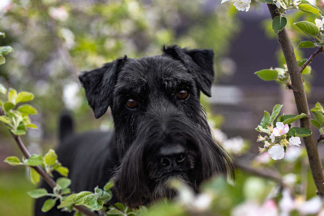black standard schnauzer black standard schnauzer dog photoshoot in Dundas, Ontario