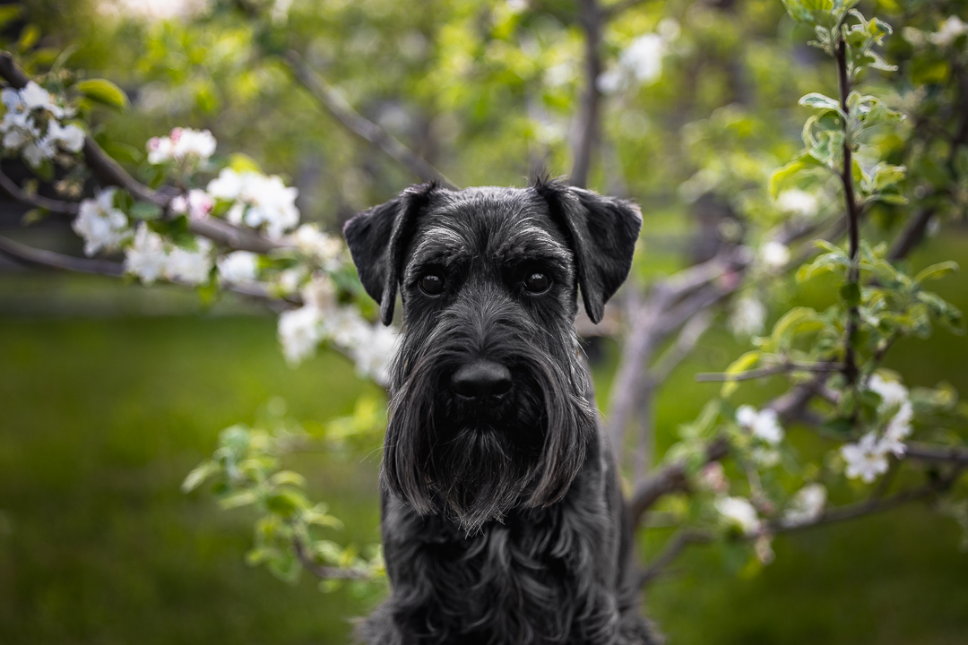 black standard schnauzer in Dundas, Ontario dog photoshoot in Dundas, Ontario