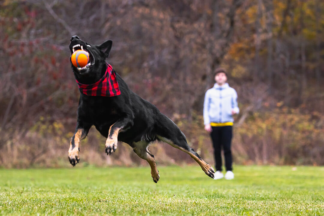 actiondogphoto dog action photo in Lowville Park