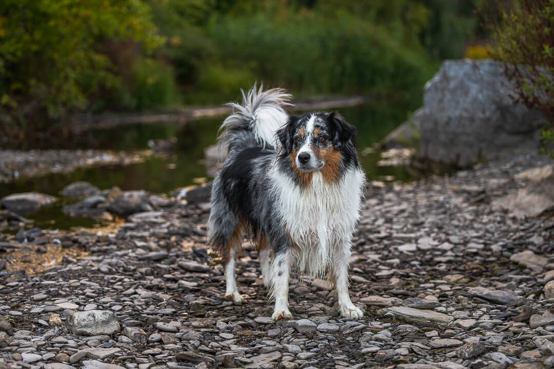 australian shepherd dog pictures dog photography in Oakville, Ontario