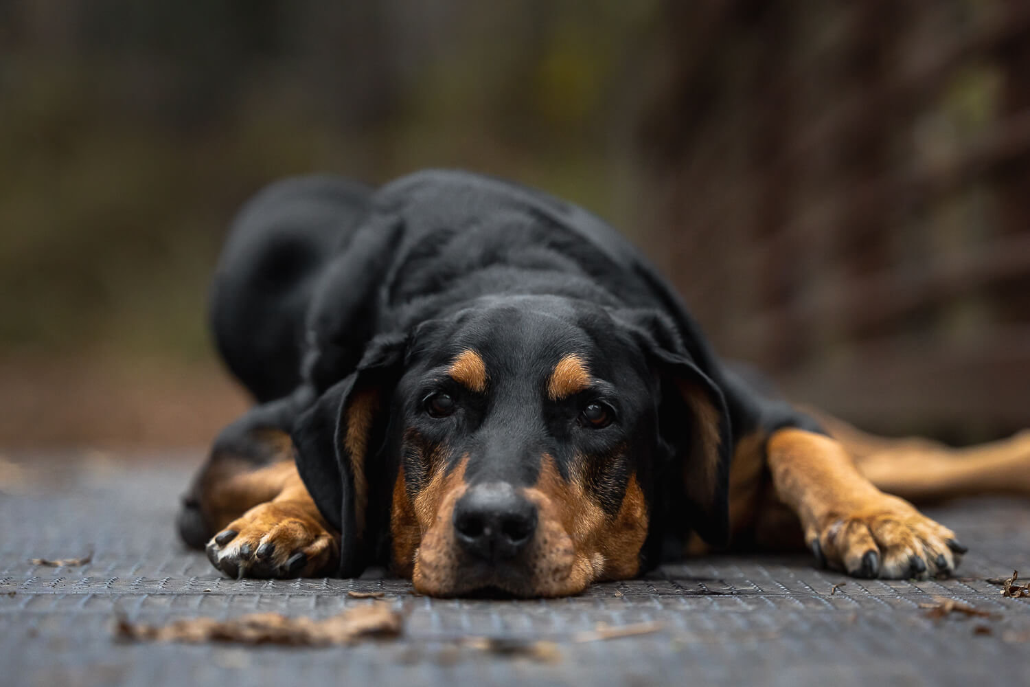 black dog photography senior dog photoshoot in Burlington, Ontario