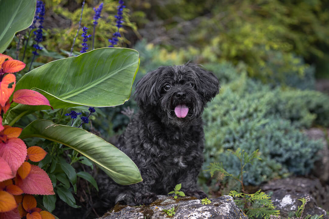 black dog photos black dog photoshoot in Gairloch Gardens.