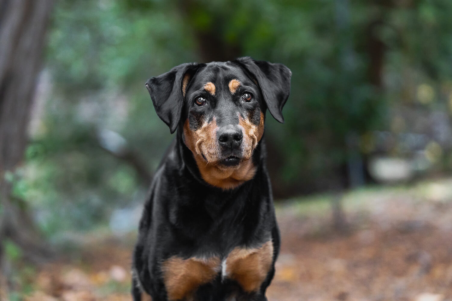 black dog pictures dog pictures in Burlington, Ontario