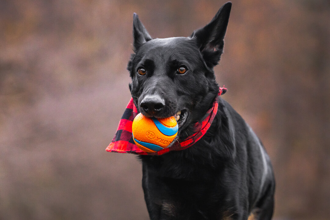 blackdogphoto dog photoshoot in Burlington, Ontario