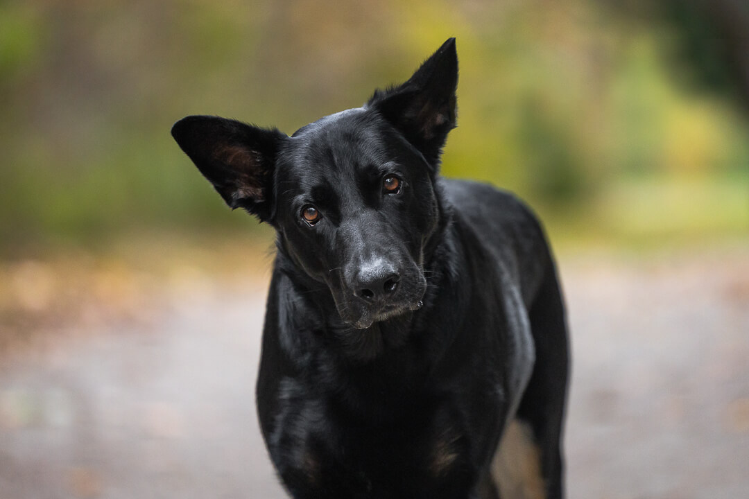 blackdogportraits dog photoshoot in Burlington