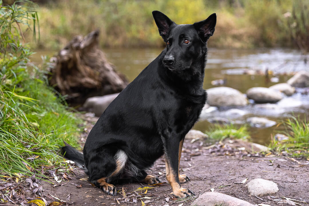 burlingtonpetphotographynearme Dog photoshoot in Lowville Park in Burlington.