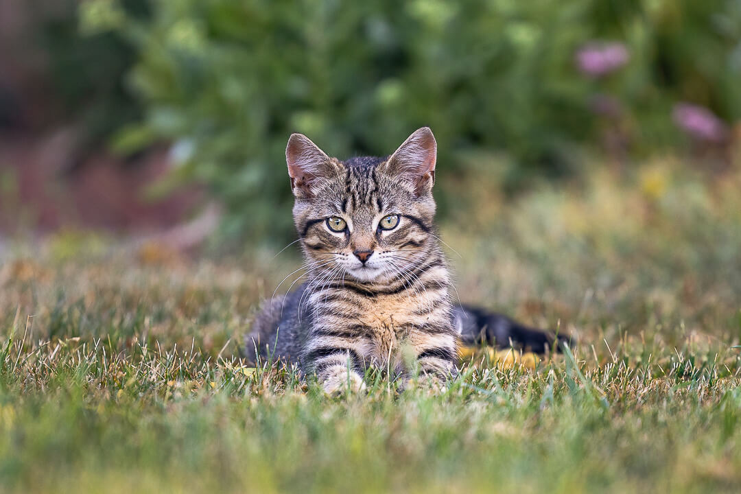 cat photography in Hamilton, Ontario
