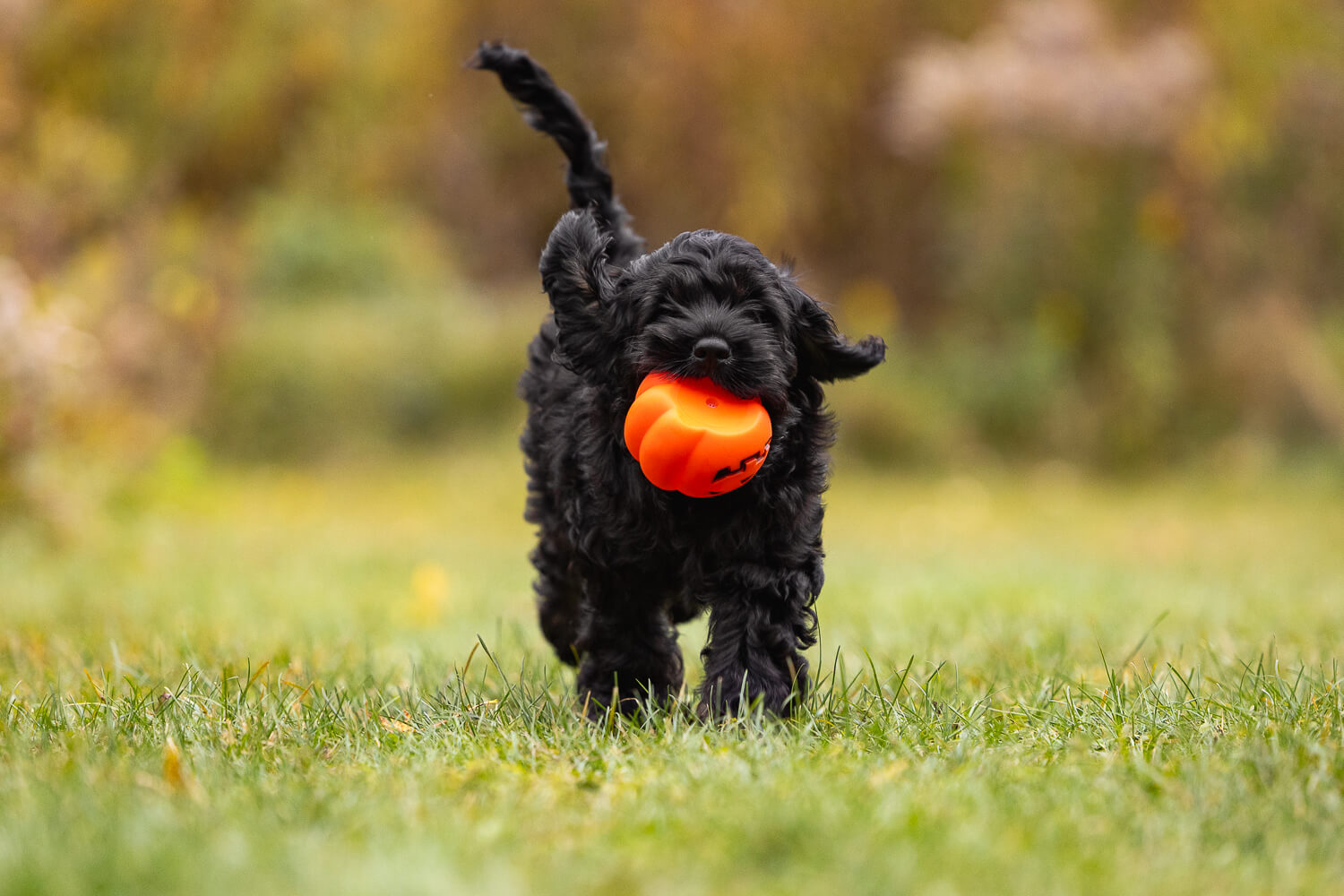 cockapoo dog pictures-2 dog photos in Arboretum Guelph, Ontario