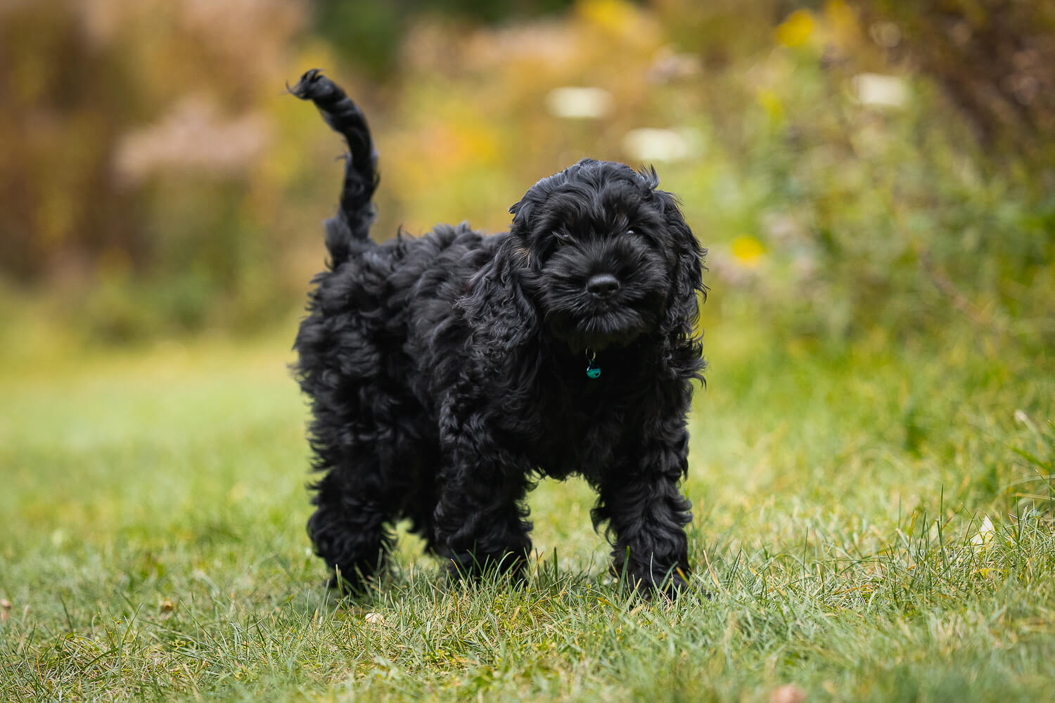 cockapoo dog pictures dog photoshoot in Arboretum, Guelph