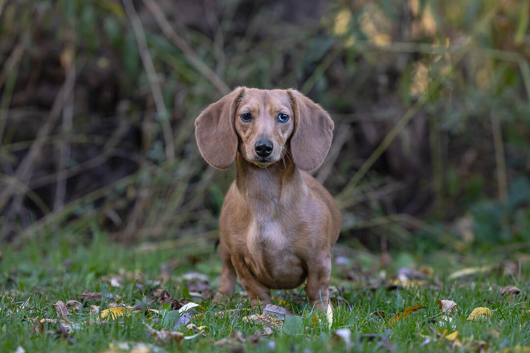 dachshund dog photos-Edit dachshund photoshoot in Lowville Park, Burlington.