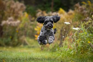 dog action photography in Guelph, Ontario