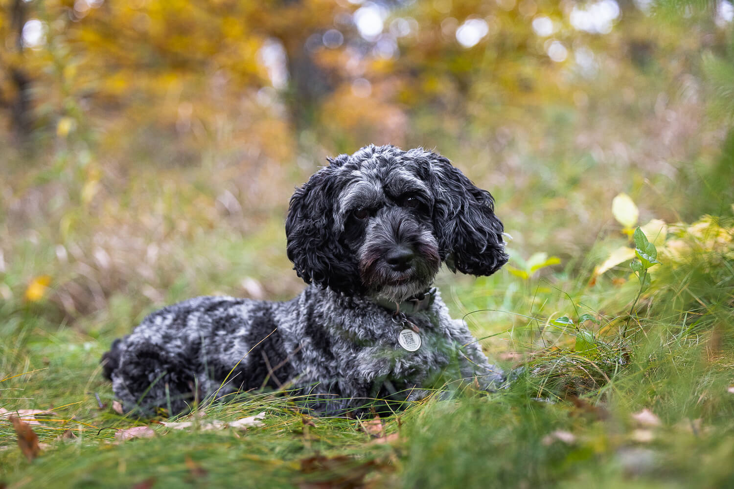 dog photography cockapoo dog photoshoot in Guelph, Ontario