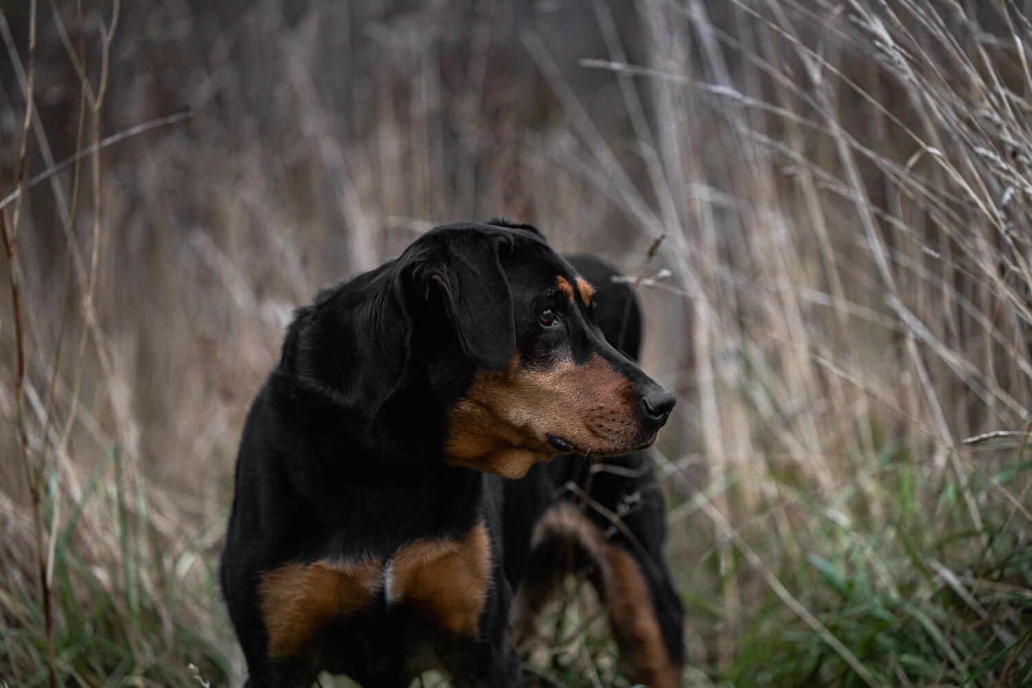 dog photography Dog Photoshoot in Lowville Park