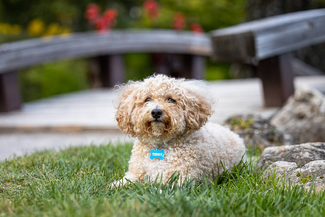 dog photos dog photography in Oakville, Ontario