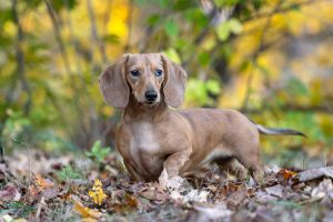 dog photography in Lowville Park, Burlington, Ontario