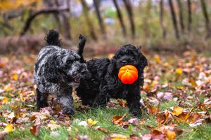 dog photoshoot in Guelph