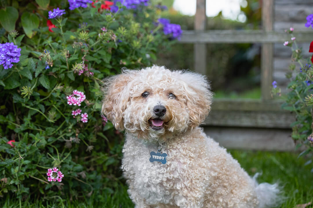 dog portrait dog photos in Gairloch Gardens, Oakville Ontario