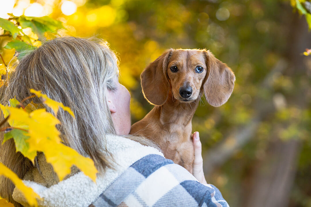 dog portraits dog and family photoshoot in Lowville Park