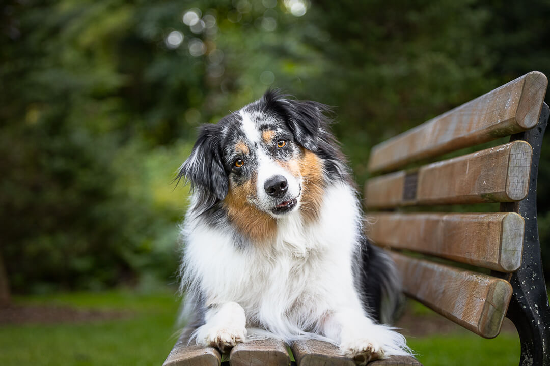 dog portraits dog photoshoot in Gairloch Gardens, Oakville Ontario