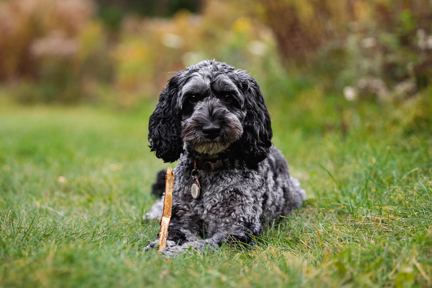 dog portraits cockapoo dog photos in Arboretum in Guelph.
