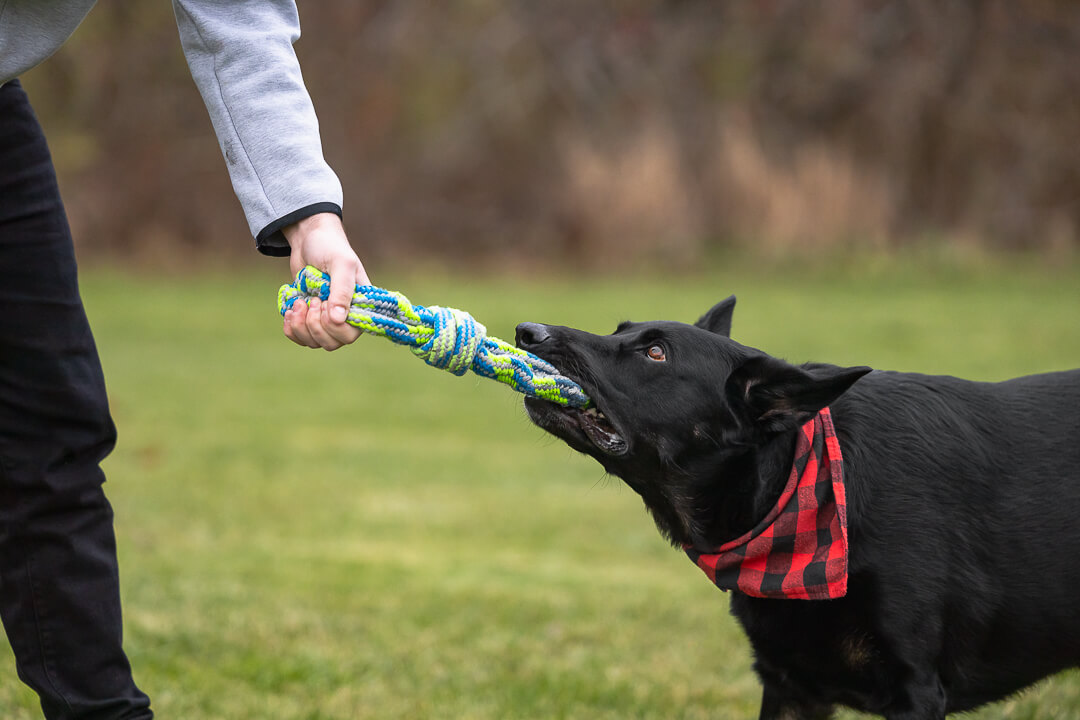 dogphoto dog photography in Burlington.