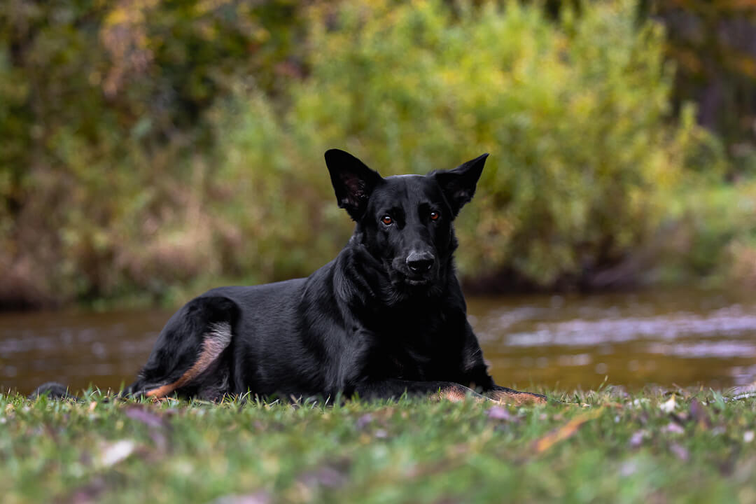 dogphotography dog photography in Burlington, Ontario