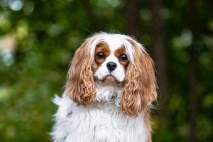 cavalier photoshoot in Lowville Park