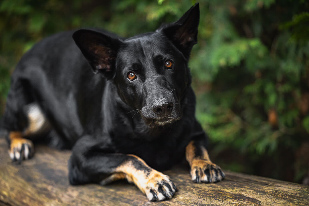 familyandpetphotography dog photoshoot in Lowville Park in Burlington