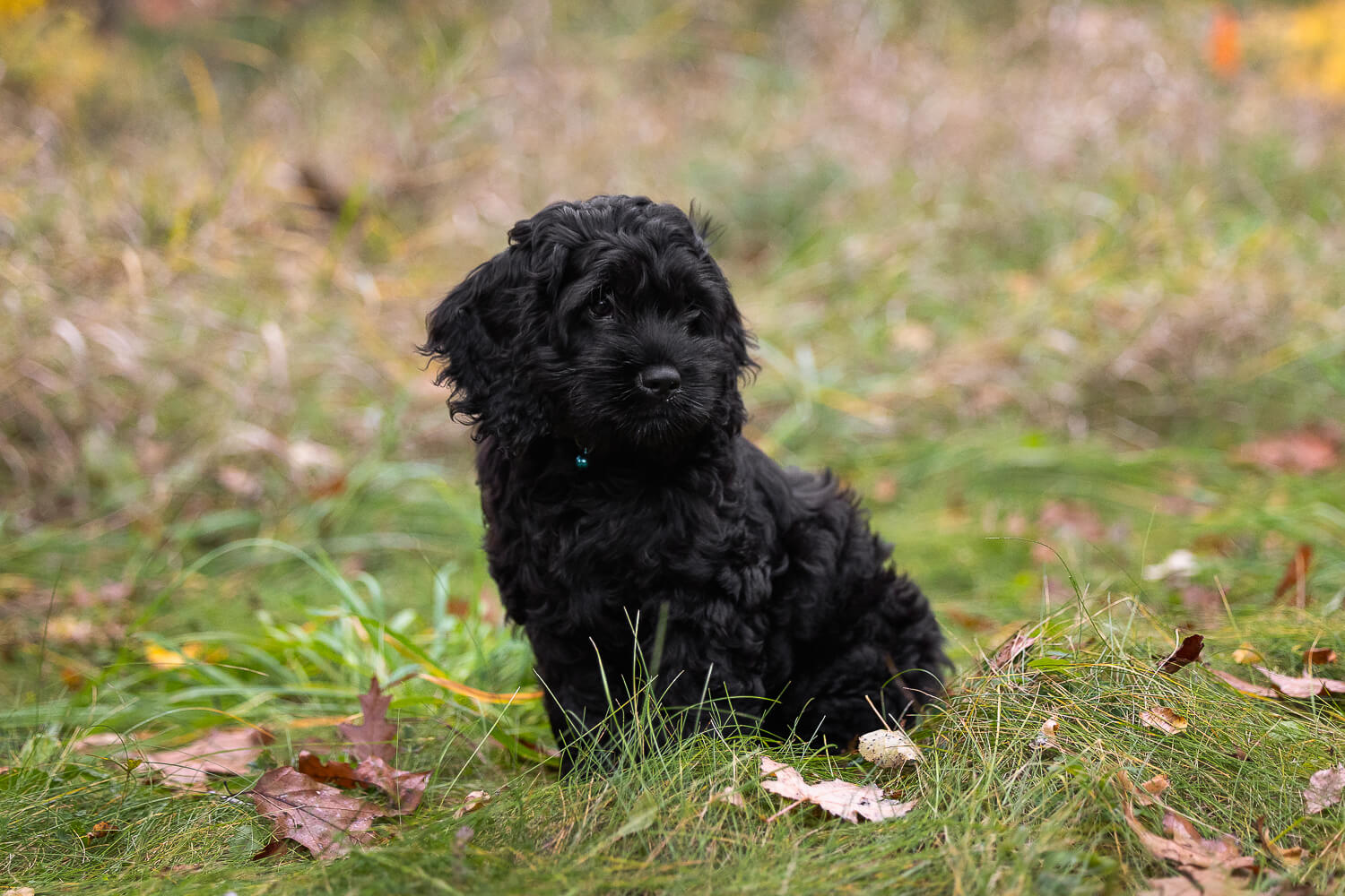 pictures of dogs dog portrait in Guelph, Ontario