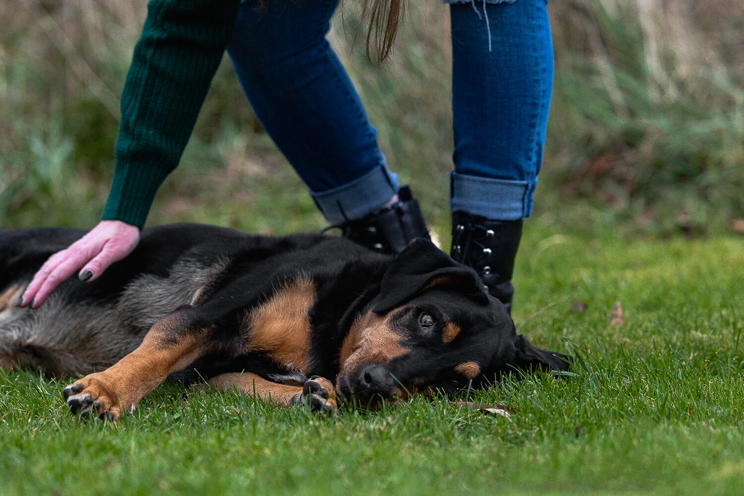 pictures of dogs dog and family photoshoot in Lowville Park